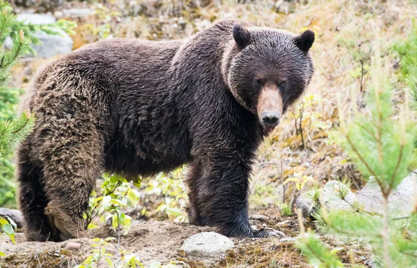 Urso Pardo Animal Natureza Fauna — Fotografia de Stock