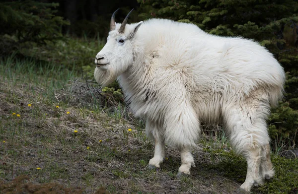 Mountain Goat Dier Natuur Fauna — Stockfoto