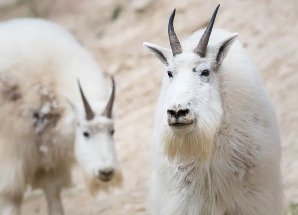 Mountain Goats Animals Nature Fauna — Stock Photo, Image