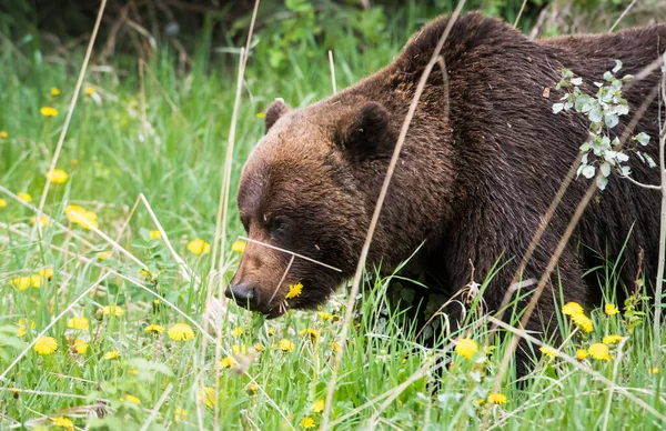 Wild Grizzly Bear Animal Nature Fauna — Stock Photo, Image