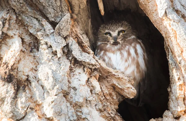 Gufo Selvatico Uccello Natura Fauna — Foto Stock