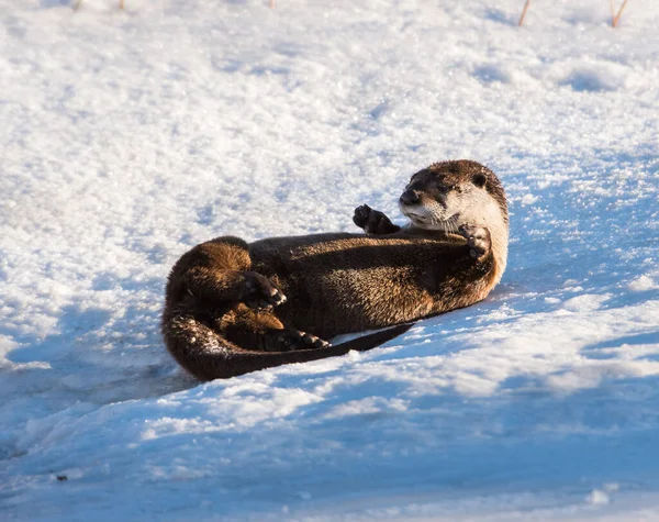 Rzeka Wydra Zwierzę Natura Fauna — Zdjęcie stockowe