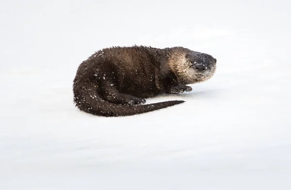 Vydra Zimě Příroda Fauna — Stock fotografie