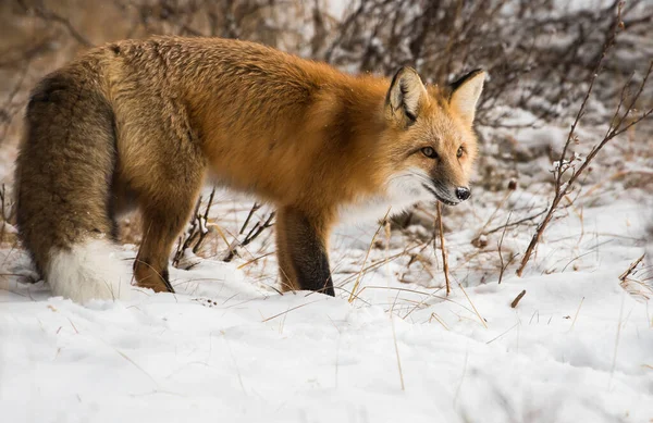 Renard Roux Animal Nature Faune — Photo