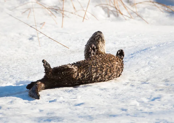 River Otter Animal Nature Fauna — Stock Photo, Image