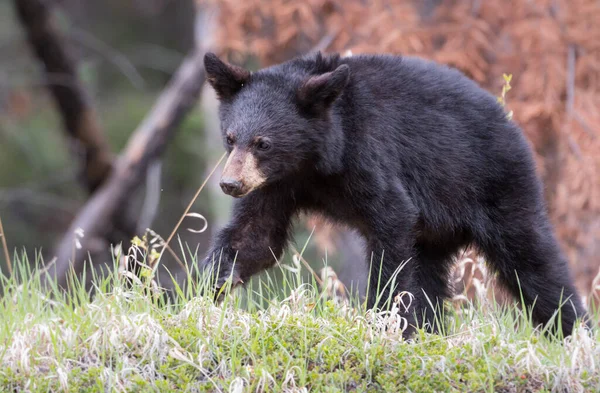 Ursul Negru Sălbăticie Animal Natură Faună — Fotografie, imagine de stoc