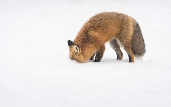 Wild Red Fox Nature Fauna — Stock Photo, Image