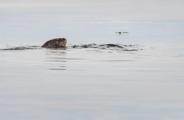 Wild River Otter Animal Nature Faune — Photo