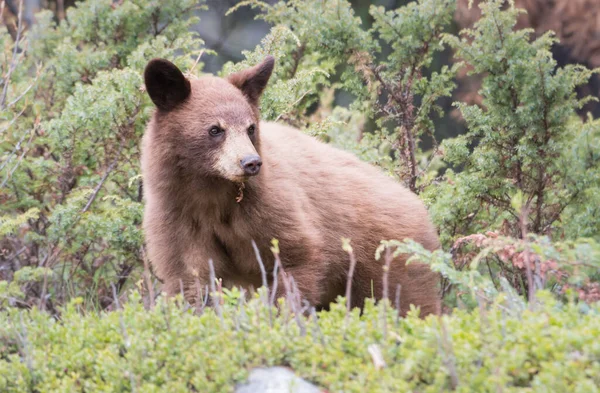 Orso Nero Natura Animale Natura Fauna — Foto Stock