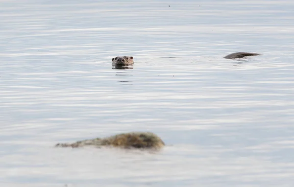 Wild River Otter Animal Natureza Fauna — Fotografia de Stock