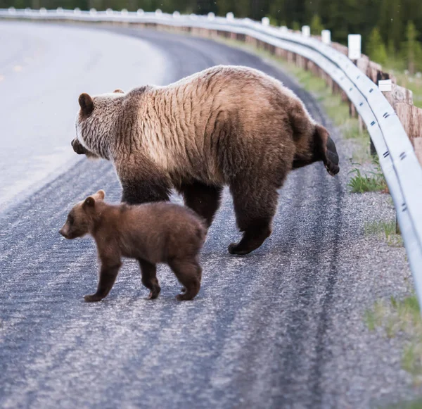 Grizzlybjörnar Vilda Djur Natur Fauna — Stockfoto