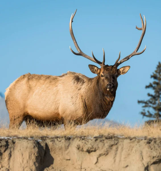 Wild Bull Elk Animal Nature Fauna — Stock Photo, Image
