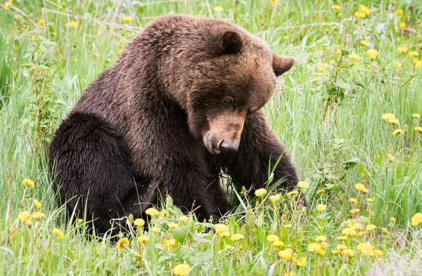 Divoký Medvěd Grizzly Zvíře Příroda Fauna — Stock fotografie