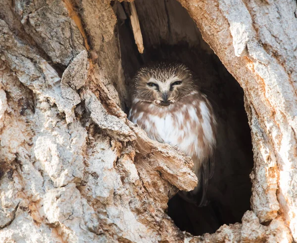 Wild Owl Bird Nature Fauna — Stock Photo, Image