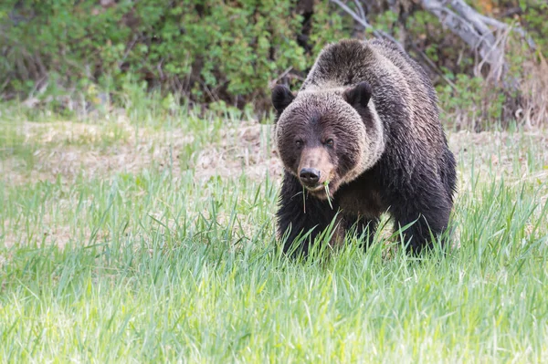 Orso Grizzly Selvatico Natura Fauna — Foto Stock