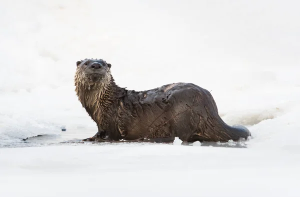 River Otter Winter Nature Fauna — Stock Photo, Image