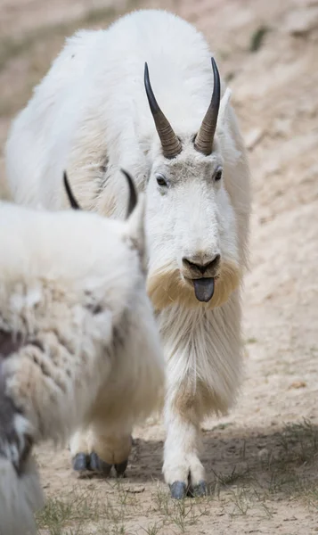 Cabras Montanha Animais Natureza Fauna — Fotografia de Stock