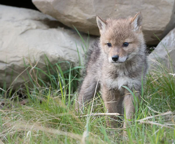Coyote Het Wild Dier Natuur Fauna — Stockfoto