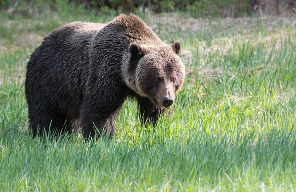 Urso Pardo Selvagem Natureza Fauna — Fotografia de Stock