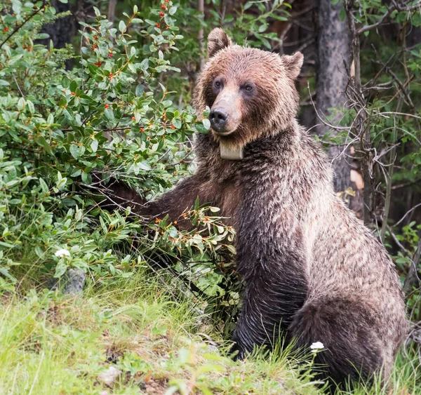 wild grizzly bear, animal. Nature, fauna