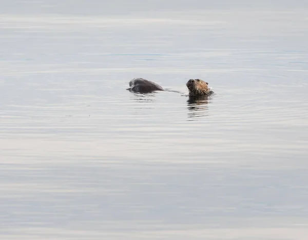 Wild River Otter Animal Naturaleza Fauna — Foto de Stock