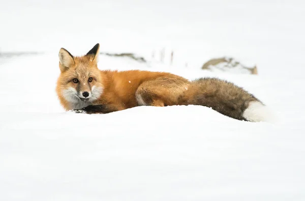 Raposa Vermelha Selvagem Inverno Natureza Fauna — Fotografia de Stock