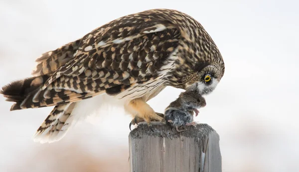 Faune Hibou Oiseau Nature Faune — Photo