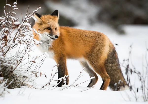 Zorro Rojo Salvaje Invierno Naturaleza Fauna — Foto de Stock