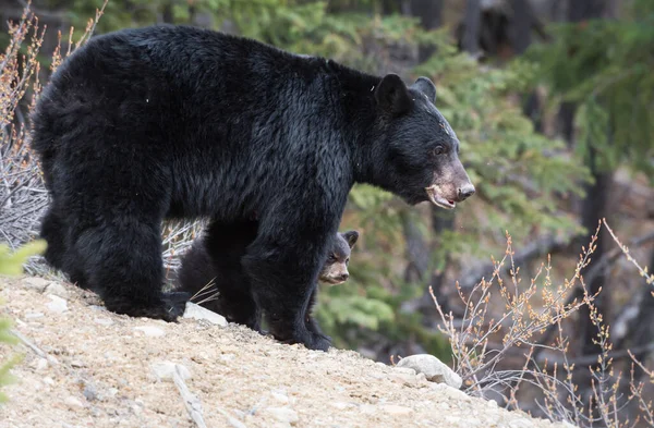 Μαύρες Αρκούδες Άγρια Κατάσταση Ζώα Φύση Πανίδα — Φωτογραφία Αρχείου