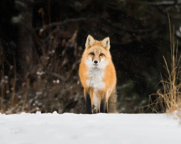 Red Fox Animal Nature Fauna — Stock Photo, Image