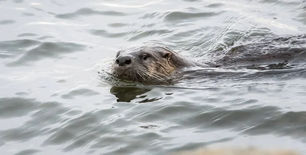 River Otter Wild Animal Nature Fauna — Stock Photo, Image