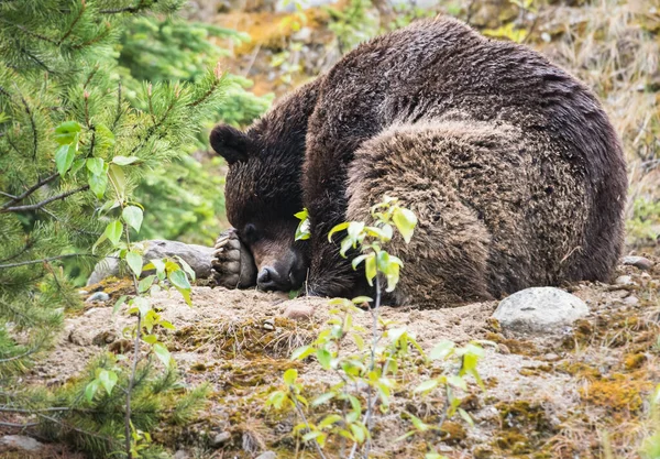 Orso Grizzly Animale Natura Fauna — Foto Stock