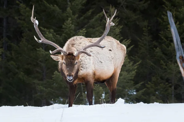 Wapiti Sauvage Animal Nature Faune — Photo