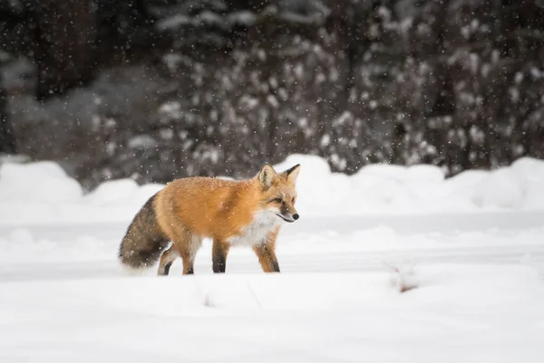 Wild Red Fox Winter Nature Fauna — Stock Photo, Image