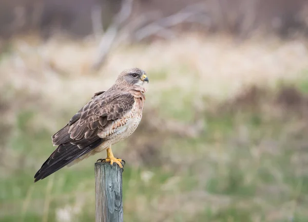 Wildtiere Habichte Vögel Natur Fauna — Stockfoto