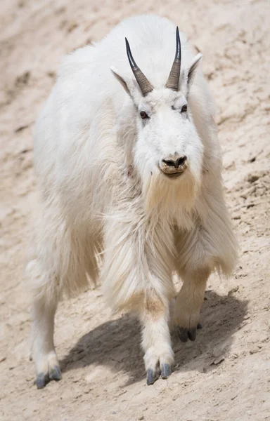 Mountain Goat Dier Natuur Fauna — Stockfoto