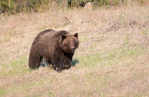 Sălbatic Grizzly Urs Natura Fauna — Fotografie, imagine de stoc