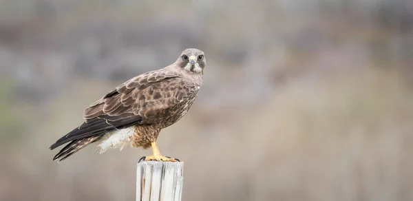 Wildtiere Habichte Vögel Natur Fauna — Stockfoto