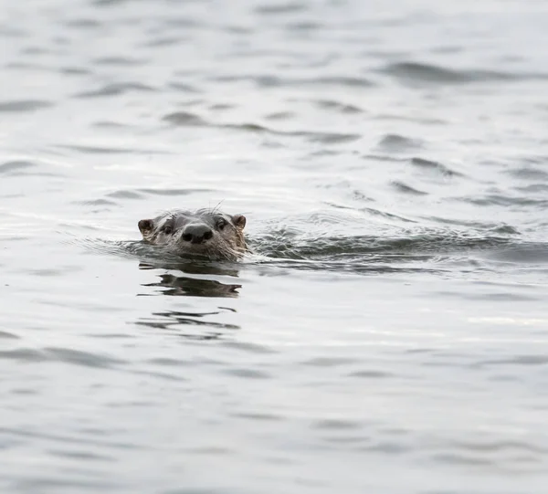 River Otter Estado Salvaje Animal Naturaleza Fauna —  Fotos de Stock
