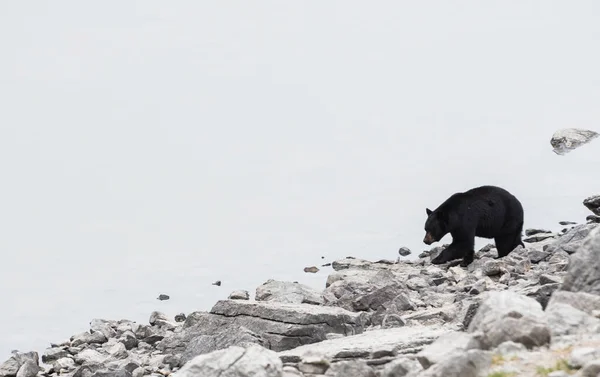 Urso Negro Estado Selvagem Animal Natureza Fauna — Fotografia de Stock