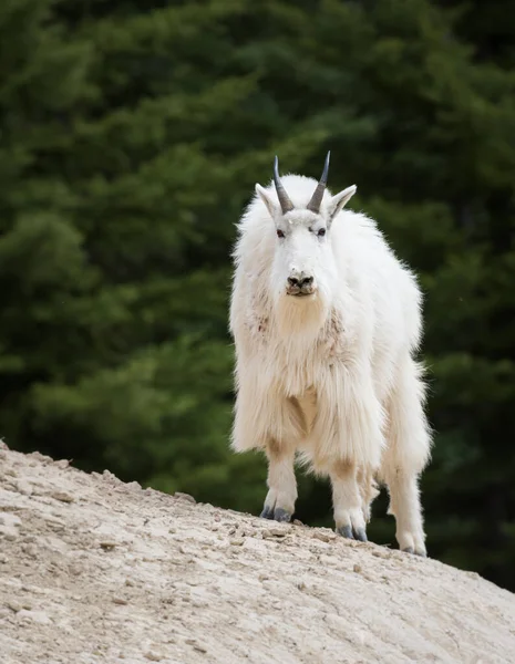 Mountain Goat Dier Natuur Fauna — Stockfoto