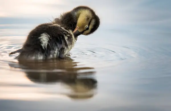 Anka Vilt Fågel Natur Fauna — Stockfoto