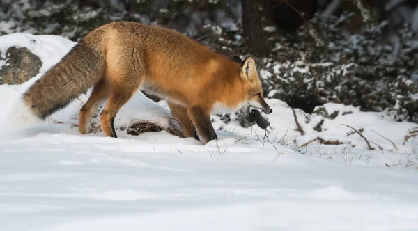Red fox, animal. Nature, fauna