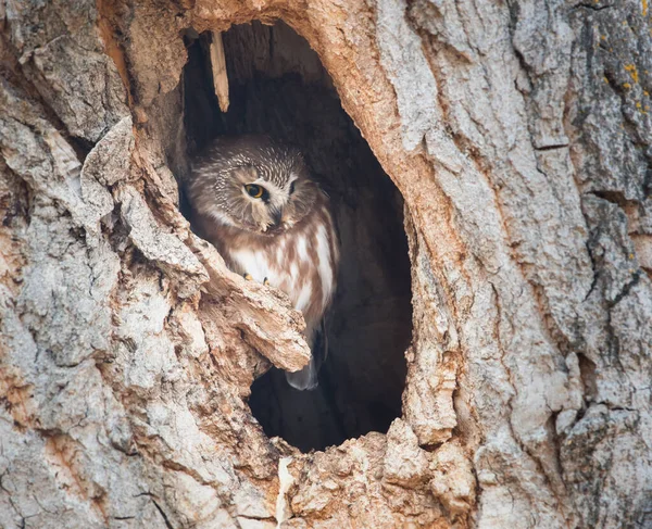 Uggla Vilt Tillstånd Fågel Natur Fauna — Stockfoto