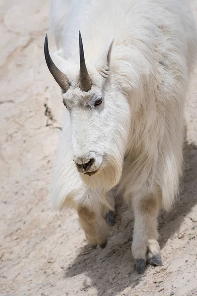 Koza Górska Zwierzę Natura Fauna — Zdjęcie stockowe