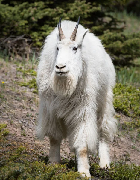 Cabra Montanha Animal Natureza Fauna — Fotografia de Stock