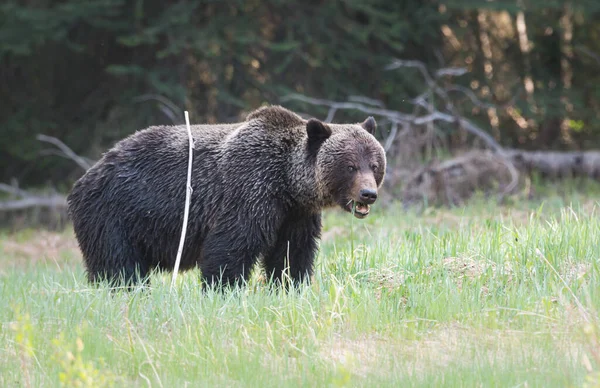 Orso Selvatico Animale Natura Fauna — Foto Stock