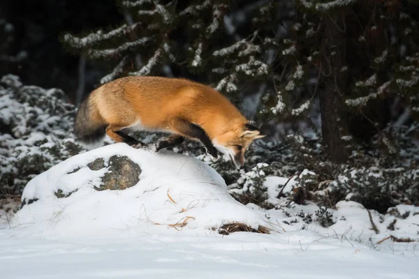 Volpe Rossa Animale Natura Fauna — Foto Stock