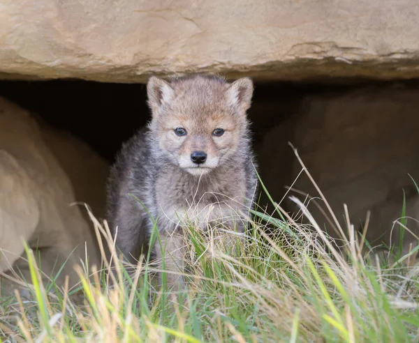 Cachorro Coyote Estado Salvaje Animal Naturaleza Fauna — Foto de Stock