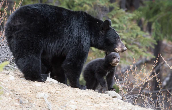Kara Ayılar vahşi doğada, hayvanlar. Doğa, fauna 